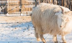 属羊的今天财运（2023年属羊的运势和财运）