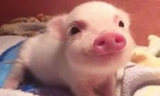 1983年属猪39岁（83年属猪2023最艰难）