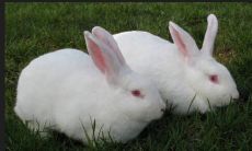 属兔33岁男2023年运（2023年属兔的是什么命）