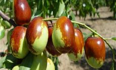 老婆要生了老公梦见蛇（老公梦见蛇是胎梦吗）