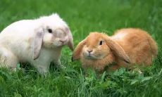 1975属兔45岁桃花运2023（属兔的年龄表）