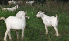 属羊男和属猪的女相配吗（属羊和属鸡的合不合）