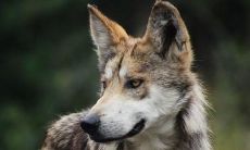 男人梦见狼代表什么（面相学眉毛长）