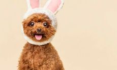 生肖属狗人今日运势（今日属狗的运势查询）