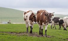 属鼠和属牛婚配好不好（属兔和属鸡的相配吗）