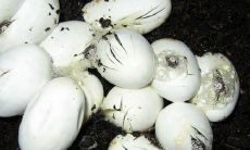 夜里做梦梦到好多蛇蛋（晚上做梦梦见蛇蛋被碎了）