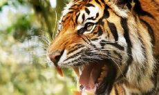 74年属虎的性格（74年属虎的男人什么性格）