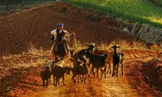 1993属鸡的男（男的属鸡不好吗）