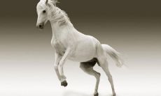 1990年属马多少岁走运（属马的什么年龄开始转运）