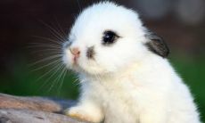 1988年属龙婚配表大全（1988年属龙女最佳属相婚配表）