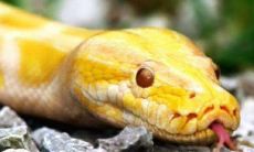 孕妇梦见很大很大的蟒蛇（梦见又粗又大又长的蛇）