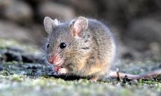 怀孕的人梦见老鼠跑（梦见老鼠跑了）