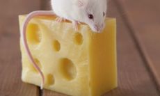 女人梦见一只很大的老鼠（梦见一只超级大老鼠）