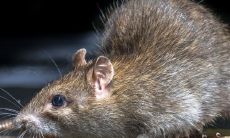 孕妇梦见很多老鼠跑来跑去（孕妇梦见老鼠乱跑是什么意思）