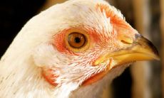 属鸡人做什么工作好（属鸡的适合做什么工作）