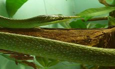 男生梦见杀蛇是什么预兆（男人梦见大蛇是什么预兆）