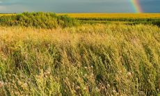 属羊的明年要再次高考好不好（属羊的2023年高考好不好）