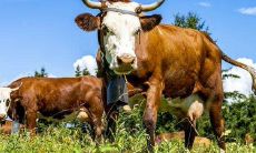 牛年运程2023生肖马年运（2023年属马人的全年每月）