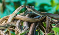 女生晚上做梦梦到很多蛇是什么意思（女人做梦梦到蟒蛇是什么征兆）