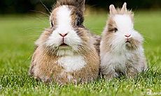 生肖兔射手座（属牛射手男的性格特点）