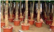 招财树的土壤要求（招财树有几种）