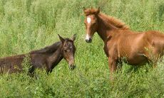 54年属马的什么命运（54年马的属相是什么命）