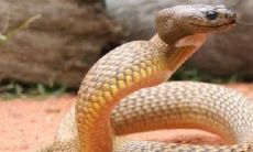 老人梦见蛇是什么预兆（2023年女人梦见蛇预示着什么）