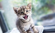 梦见自己房间进了老鼠跟猫（女人梦见老鼠和猫什么征兆）