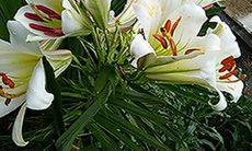 属虎的人幸运花是什么（74年属虎人养什么花）