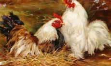 1981属鸡什么命金木水火（属狗1994山头火命详解）