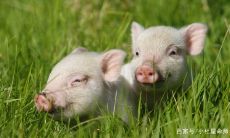 属鸡的人有没有心机和城府（测你是心机城府之王吗）