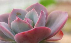 多肉起名字有什么意义（12生肖排序今年是什么生肖蛇）