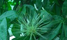 招财树可以阳光晒吗（招财树晒不着太阳行吗）