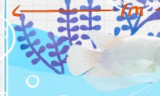 招财鱼一般寿命（招财鱼一般能活多少年）