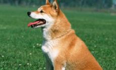 1994年属狗婚配1996年（1995年属猪的最佳配偶）