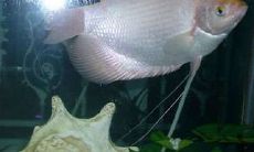 家养招财鱼寿命（招财鱼一般能活多少年）