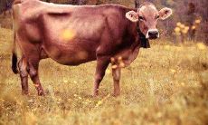 73年属牛女2023桃花运（属牛97年桃花运是哪里）