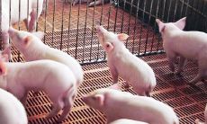 属兔的人在2023年适合养猪吗（2023年属兔好吗）