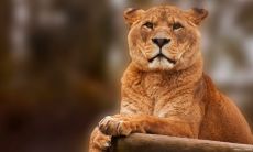 狮子座太强势怎么办不理他（狮子座女不理你说明什么）