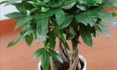 吉祥招财的花草（什么花可以招财）