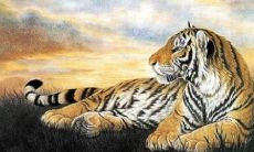 属虎一生幸运色（属羊的幸运色是什么颜色）