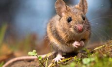 属鼠女孩什么时间出生好（属鼠哪天出生最好命）