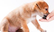 属狗的今天有财吗（今日财运最旺的生肖）