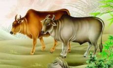 1973年属牛男2023运势运程（看厂房风水步骤）