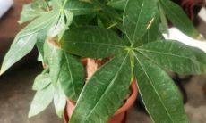 招财树怎样施肥才能活（招财树怎么种植和管理的）