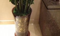 属鼠养什么花比较好（属猴养什么花好）