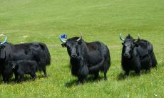 属猪人虎年运程（71年属猪女在2023年怎么样）