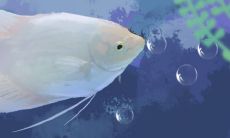 家庭养鱼招财鱼养几条最好（招财鱼最大可以养到有几斤）