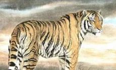 属虎女婚配最合适（98年属虎的属相婚配表）