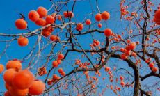 什么植物聚财（最招财又聚财的东西）